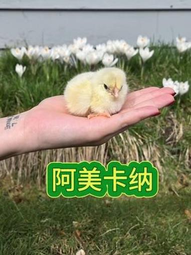 你们最喜欢什么颜色蛋的宠物小鸡呢 #孵化 #宠物鸡 #神奇动物在抖音 #人工孵化