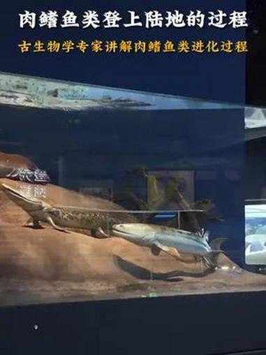 古生物学专家讲解肉鳍鱼类进化过程 这么近那么美周末到河北 我为河北文旅举大旗 河北卷王 中