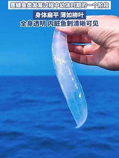 海洋科考团队捕获一条透明鳗鱼。它名叫“柳叶鳗”,体内的鱼刺骨骼清晰可见,是鳗鱼类幼体的一个