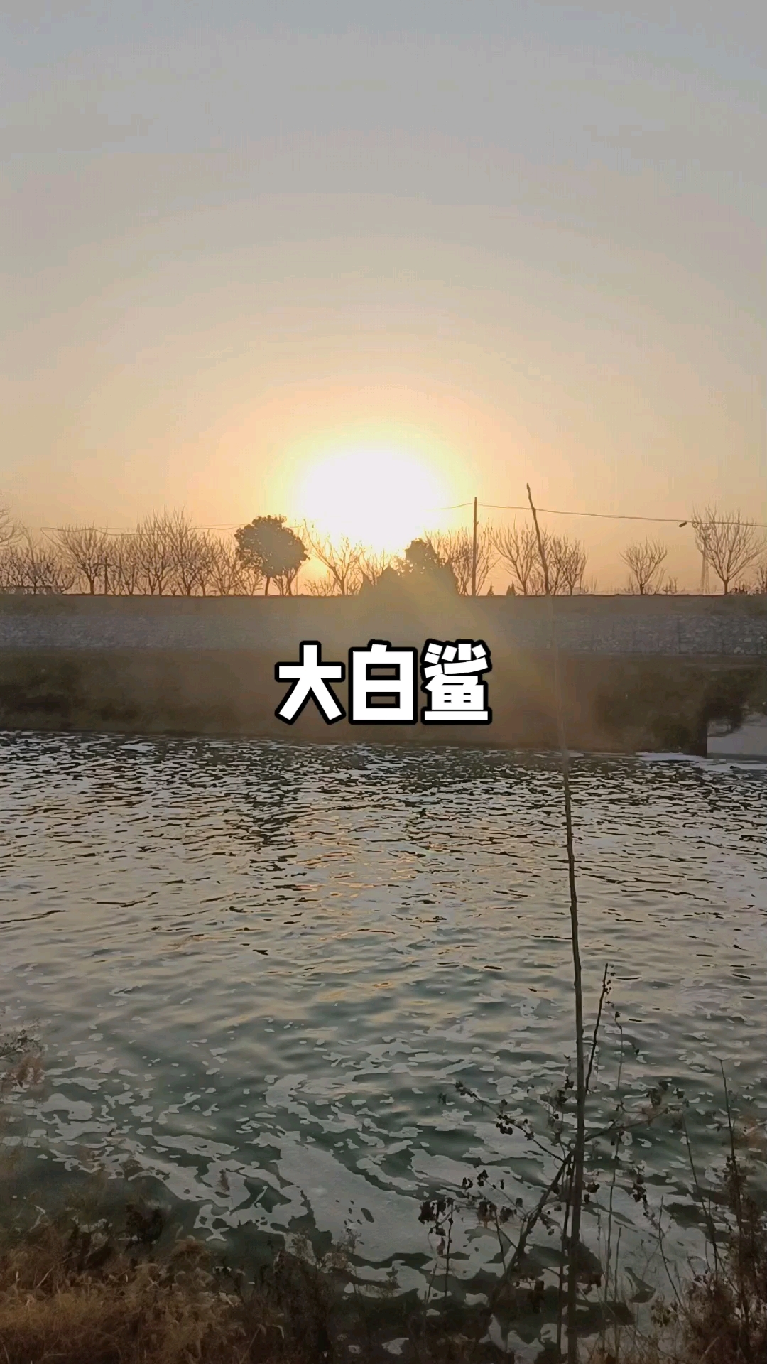 没有鲨鱼的游泳速度(60公里)!连闻血腥味的资格都没有!