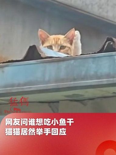 网友问谁想吃小鱼干,猫猫居然举手回应,“报告姐姐 我想吃” 猫咪 可爱到爆炸