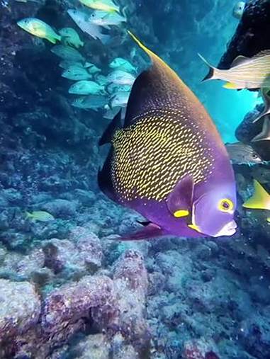 潜入海底去邂逅这场海洋盛宴！五彩斑斓的鱼群与珊瑚共舞，每一帧都是自然的奇迹。海底世界真奇妙