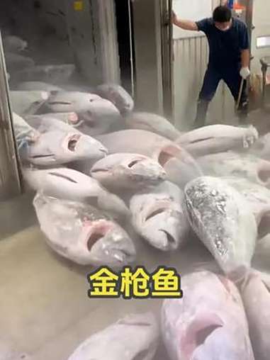 价格昂贵的金枪鱼,为何需要冷冻后才能运输呢?金枪鱼 科普 涨知识 有趣 美食