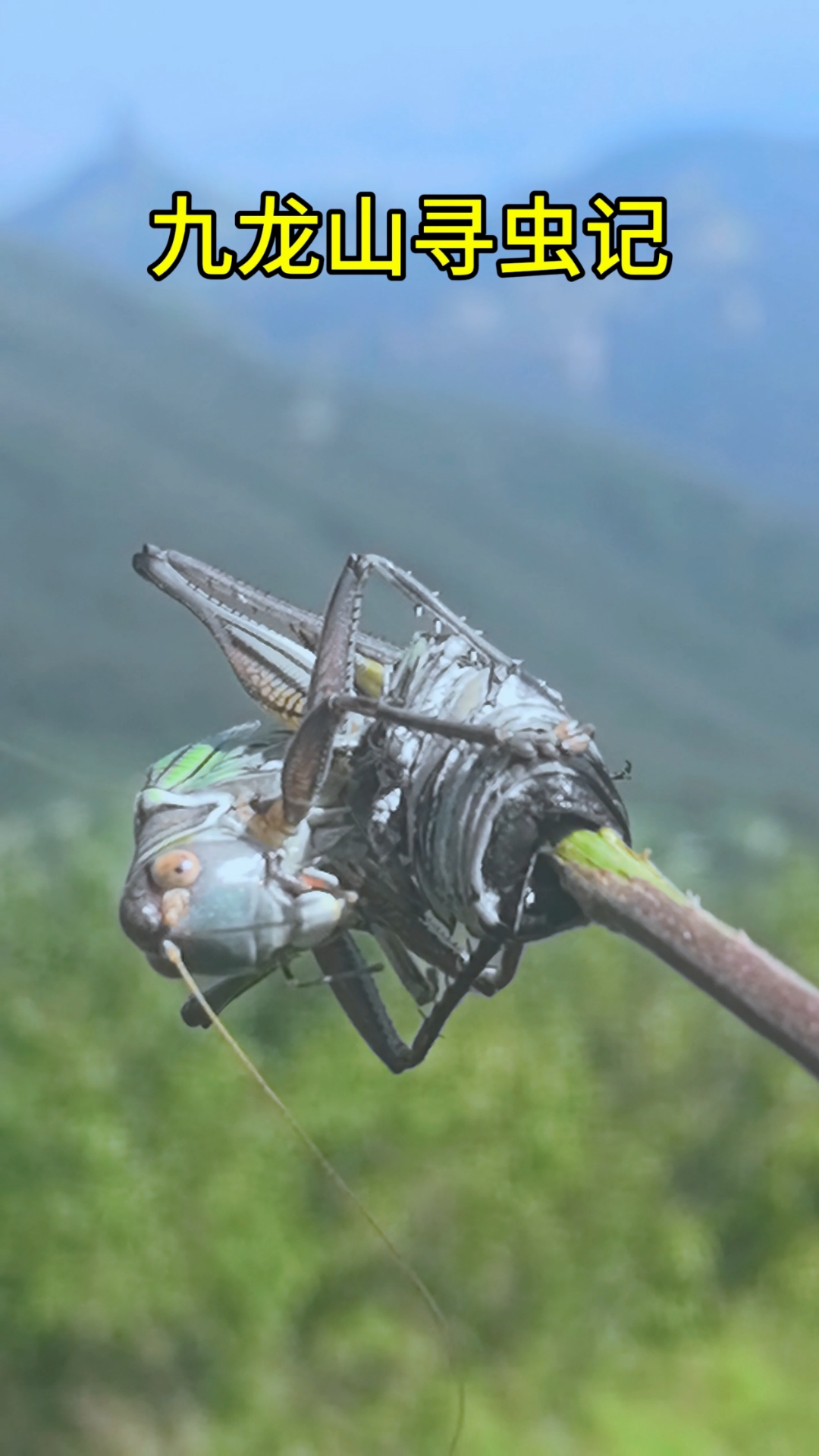 北京西山钓铁皮蝈蝈