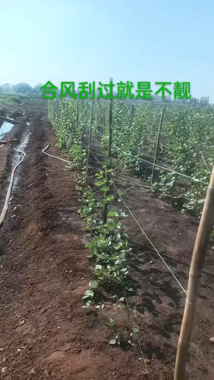 绿色疏菜