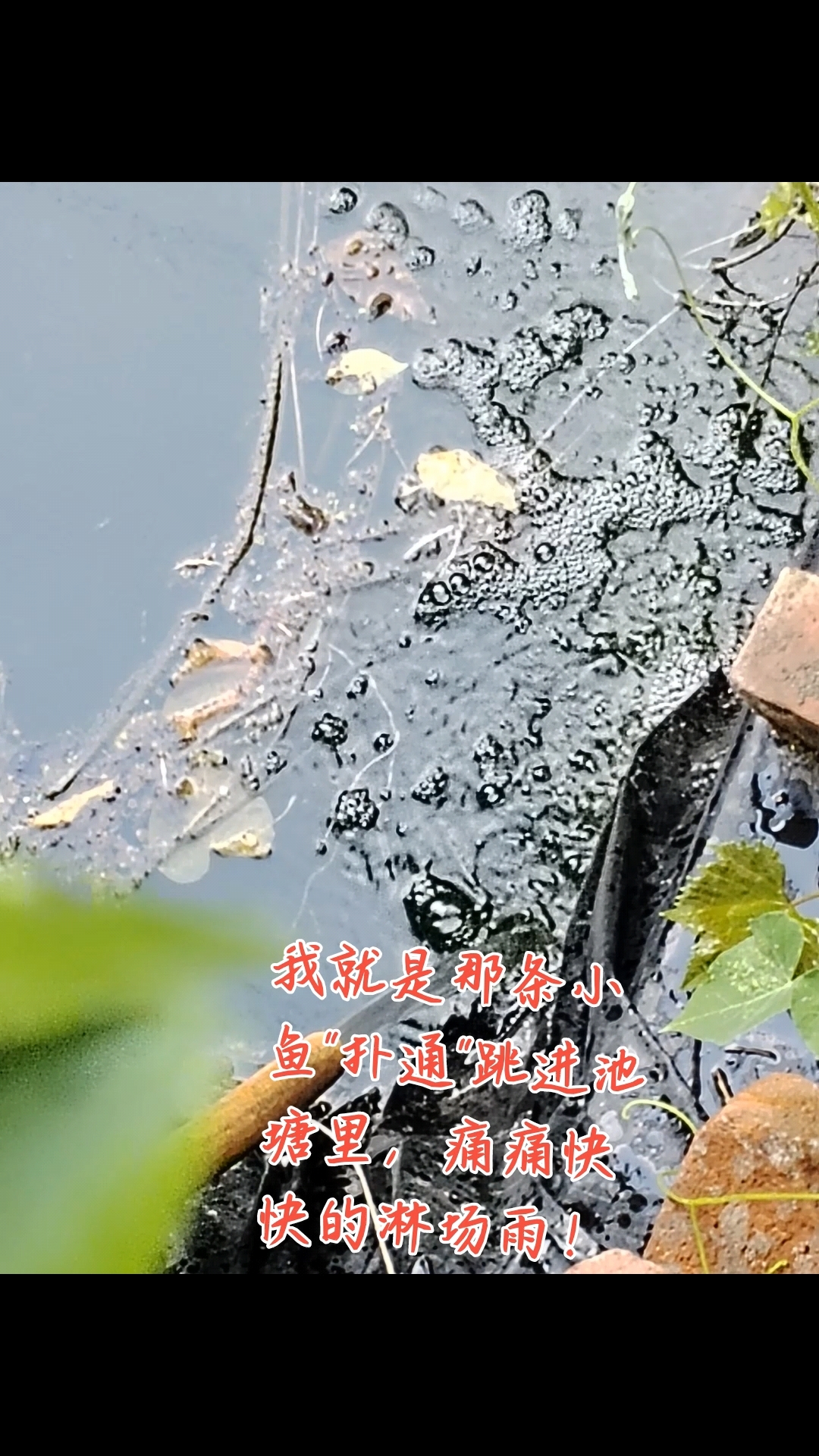下雨了,我就是那条小鱼,扑腾在池塘里,痛痛快快的淋着雨