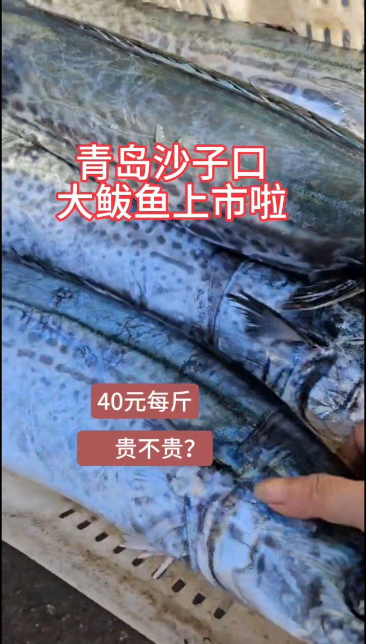 青岛沙子口大鲅鱼上市啦,你买鲅鱼了吗?