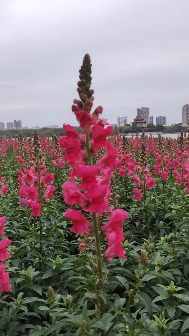 顺峰山公园的金鱼草花!