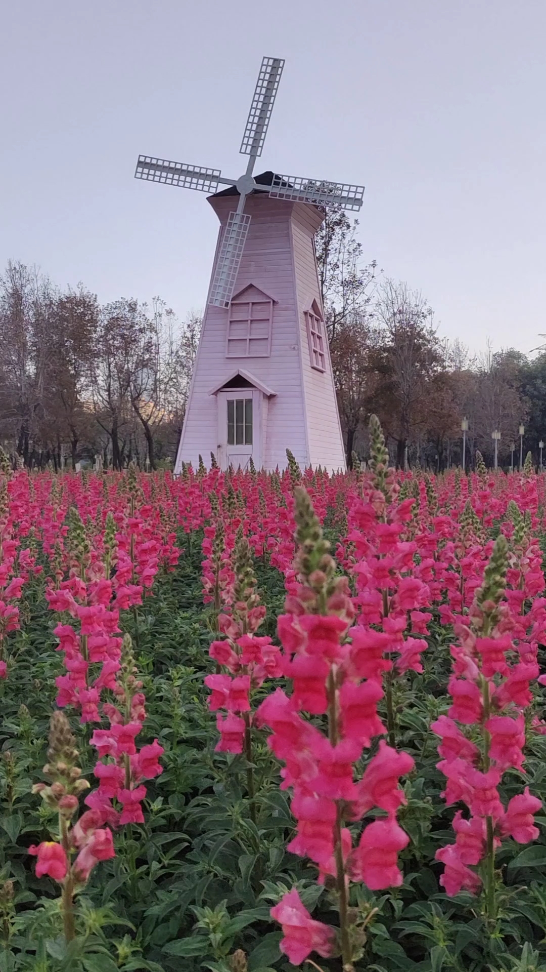 顺峰山公园的金鱼草花!