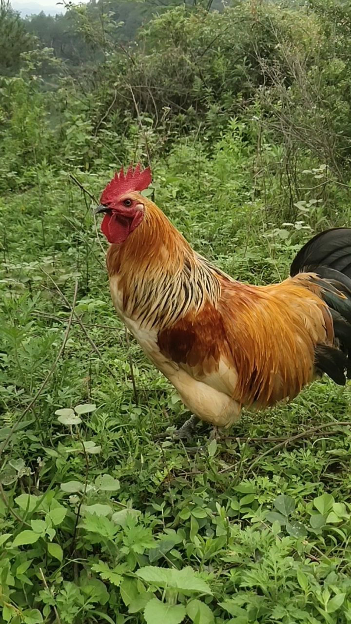 正宗散养的广西南丹老品种瑶鸡