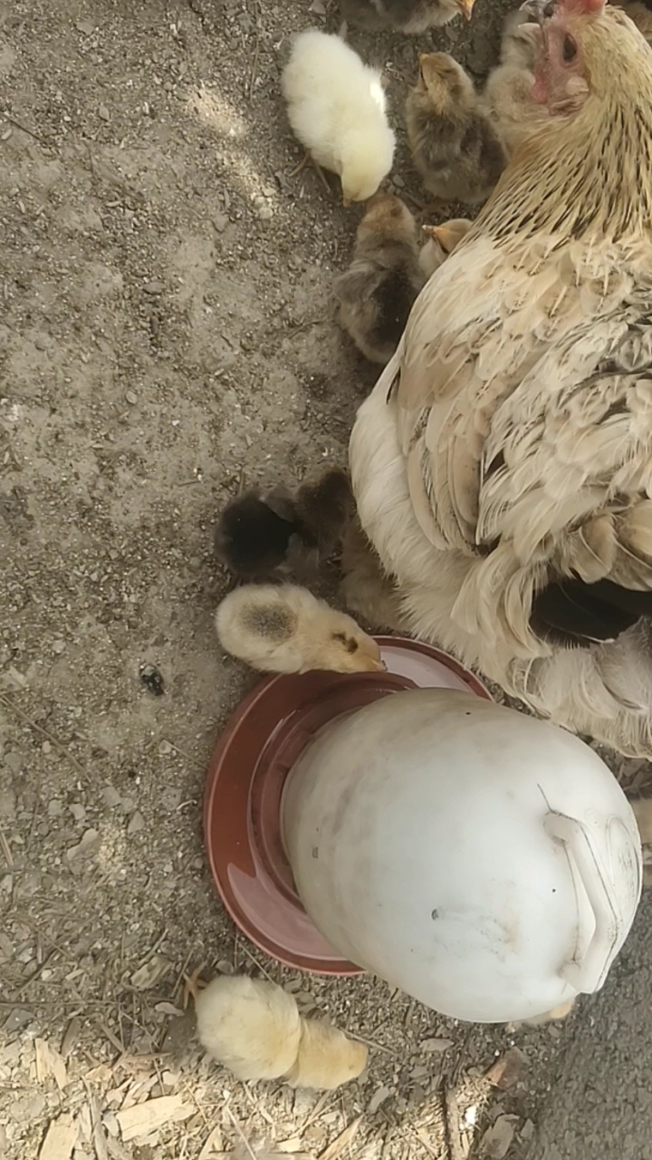 刚出壳的小鸡只能先饮水后进食