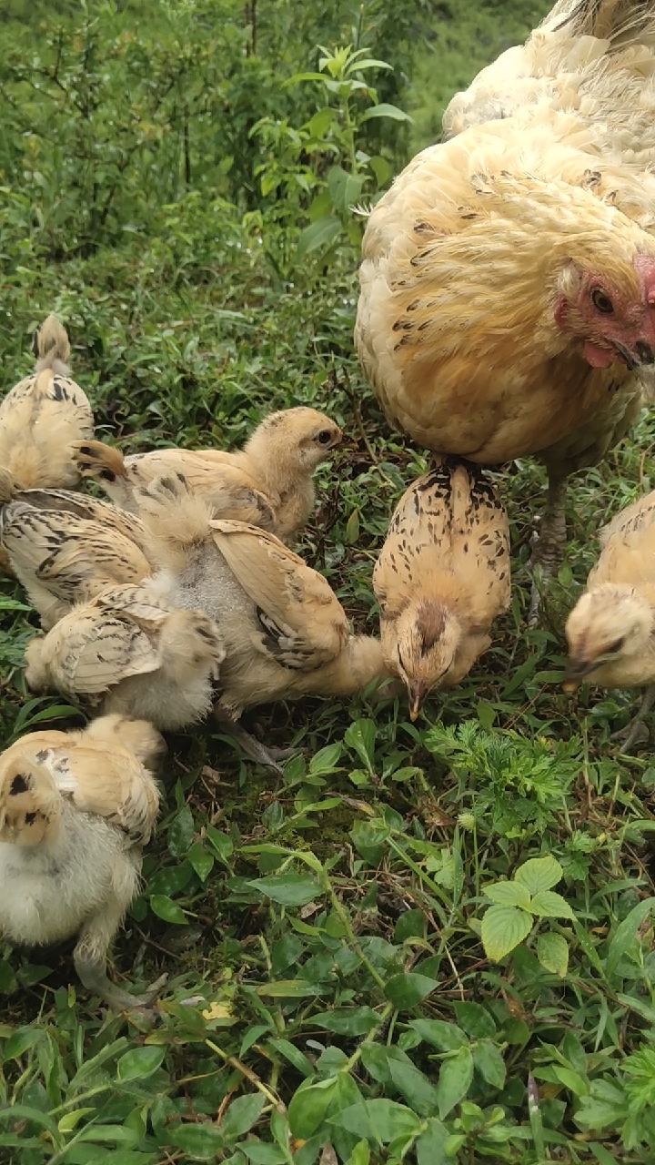 绿色环境养绿色食品的本地老品种瑶土鸡