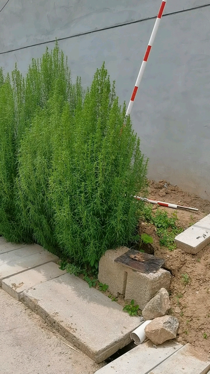 扫帚菜,学名叫做地肤