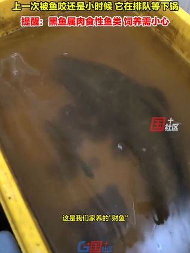 7月17日(采访时间),湖北武汉。男子逗自家“财鱼” 猝不及防被咬:上一次被鱼咬还是小时候