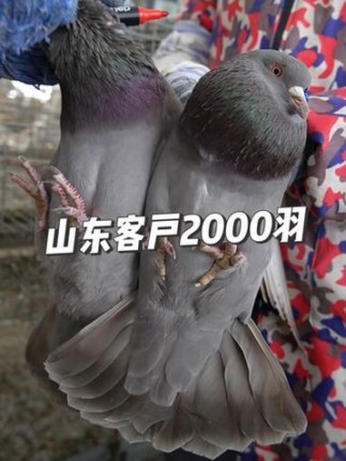 山东客户2000羽天成种鸽装车发出 养鸽子 肉鸽养殖 高产种鸽 天成鸽业 农村养殖