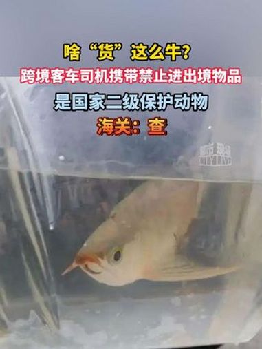 啥“货”这么牛?跨境客车司机携带禁止进出境物品,是 国家二级保护动物 美丽硬仆骨舌鱼 濒危