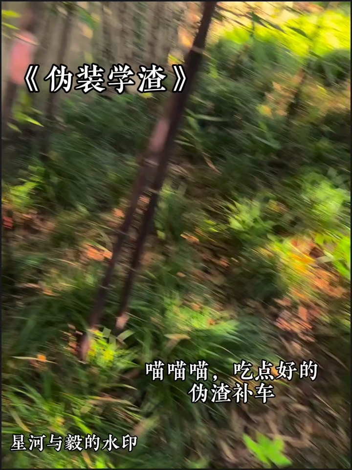 喵喵喵,给大家吃点好的!伪渣补车～