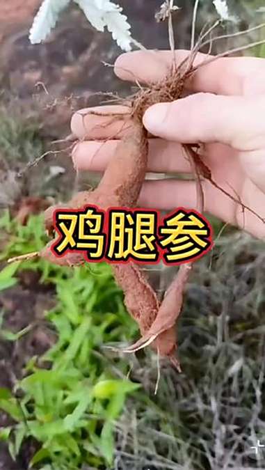 植物科普小知识 植物科普 翻白草 鸡腿参 绞股