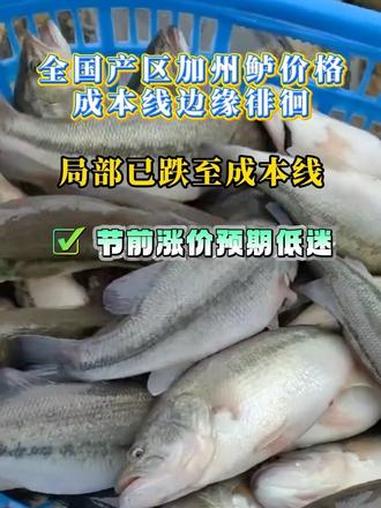 加州鲈多数产区贴近成本线，仅局部小幅回暖，节前行情难有大突破。#水产品 #加州鲈鱼 #鲈鱼