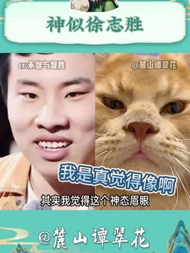 退一万步来说这真的不是我的猫猫吗 缅因猫 建国后不允许动物成精 徐志胜