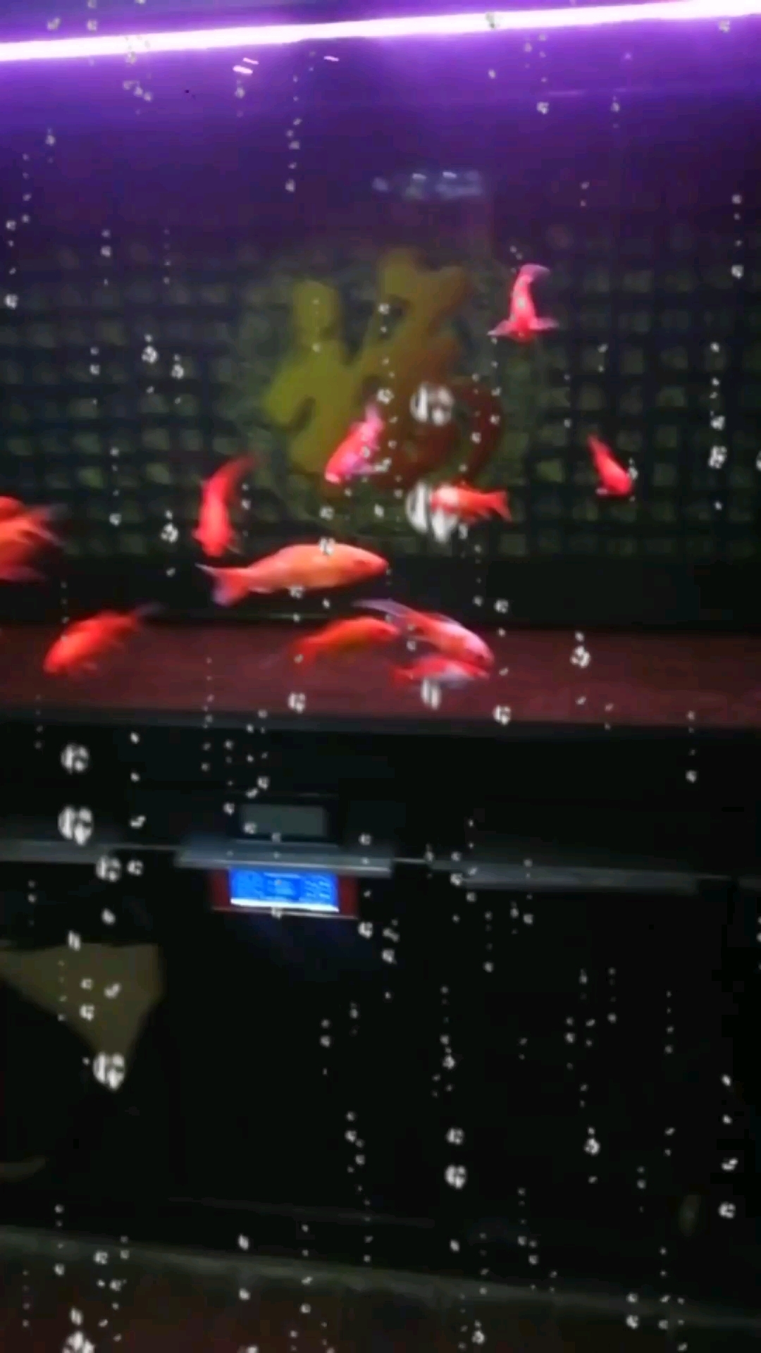 屏幕前的you喜欢金鱼吗?