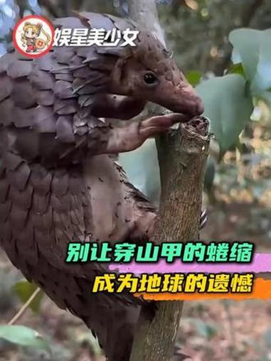 鳞片不是药材,是生命的铠甲#穿山甲 #保护野生动物 #动物世界 #内容启发搜索