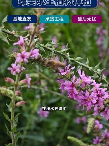 红河州千屈菜一平米种多少株 通化市千屈菜基地 嘉兴市千屈菜报价 双鸭山市千屈菜幼苗 晋城市