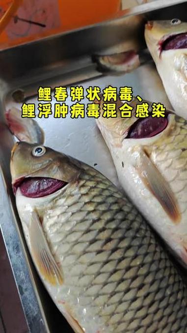 鲤鱼 鲤春弹状病毒病 鲤浮肿病毒病 鲤春病毒血症 鳃出血