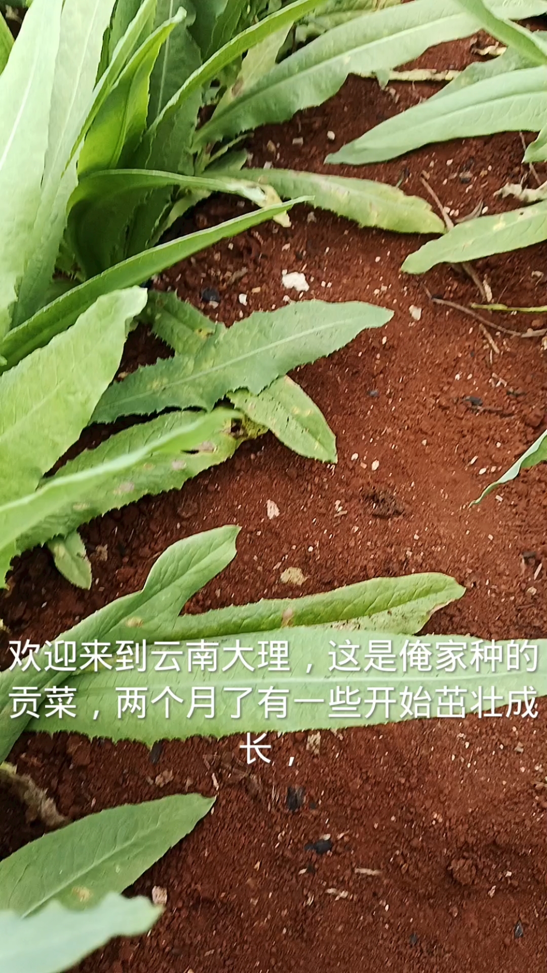 欢迎来到云南大理,这是俺家种的贡菜,已经茁壮成长