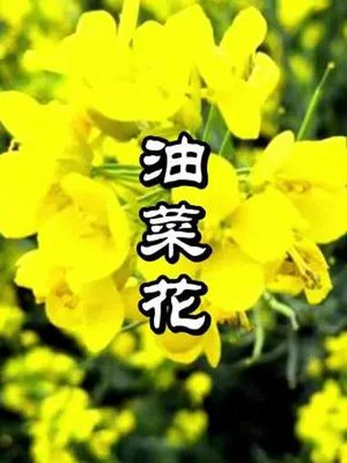 油菜花好看又可以吃它还可以做什么知道吗?油菜花开了,金黄色的,一遍遍都是。成都的油菜花开了