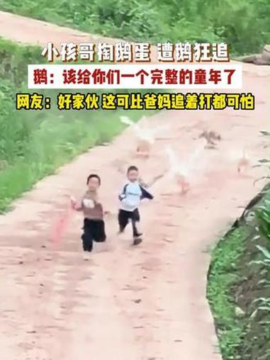 两名孩子给爷爷奶奶送粽子，返程途中顺路去掏鹅蛋，遭到大鹅追赶，一路狂奔不敢停留。网友：大鹅