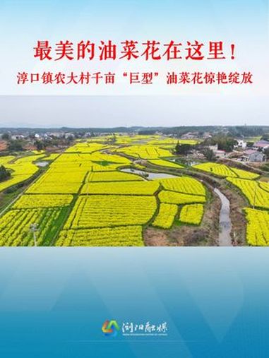 1200多亩“巨型”油菜花惊艳绽放啦!导航位置:浏阳市淳口镇农大村邵家组!(记者 向婷 摄