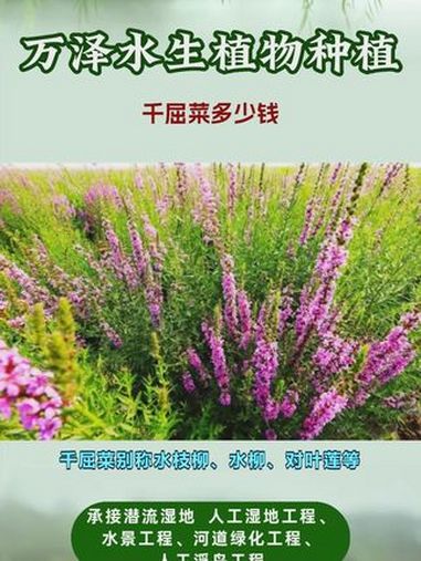 千屈菜种苗报价 千屈菜多少钱 千屈菜价格多少 千屈菜一平米种多少株