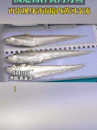 今天上午,山东省济南生态环境监测中心在济南浪溪河流域进行生态监测,采集到三条黄河刀鱼 生态