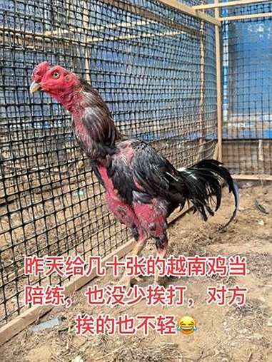 昨天给几十张的越南鸡当陪练,也没少挨打,对方挨的也不轻 原创视频 斗鸡养殖 斗鸡爱好者 斗
