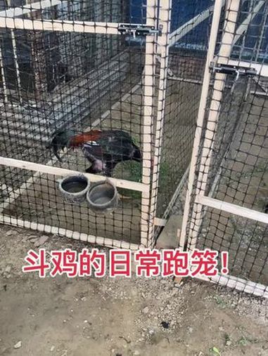 斗鸡的日常跑笼!我的日常生活 原创视频 奇妙的动物 原生态乡村生活 记录生活