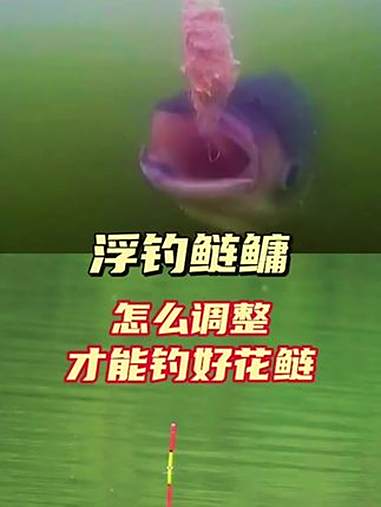 上热门 怎么调整饵料、线组、水层、才能钓好花鲢(大头鱼)浮钓鲢鳙 钓鲢鳙技巧 万物皆可种草