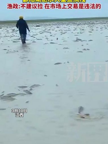 鄱阳湖退水大量鱼搁浅,渔政:不建议捡,在市场上交易是违法的