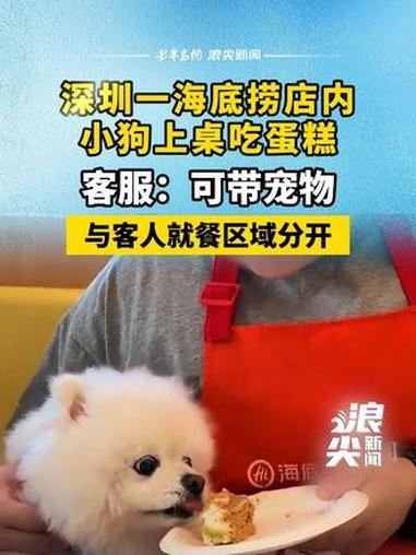 深圳一海底捞店内小狗上桌吃蛋糕：可带宠物，与客人就餐区域分开 #深圳 #海底捞 #小狗上桌