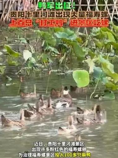 鸭军出征!贵阳十里河滩出现大量福寿螺,上百只“打工鸭”进景区吃螺