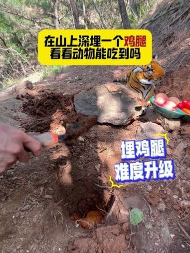Day129|在山上深埋鸡腿,看看动物能吃到吗 野生动物零距离 动物的迷惑行为 神奇的闲鱼