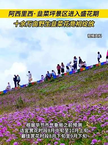毕节阿西里西·韭菜坪景区进入盛花期，十余万亩野生韭菜花竞相绽放 自然凉毕燃嗨 享趣毕节