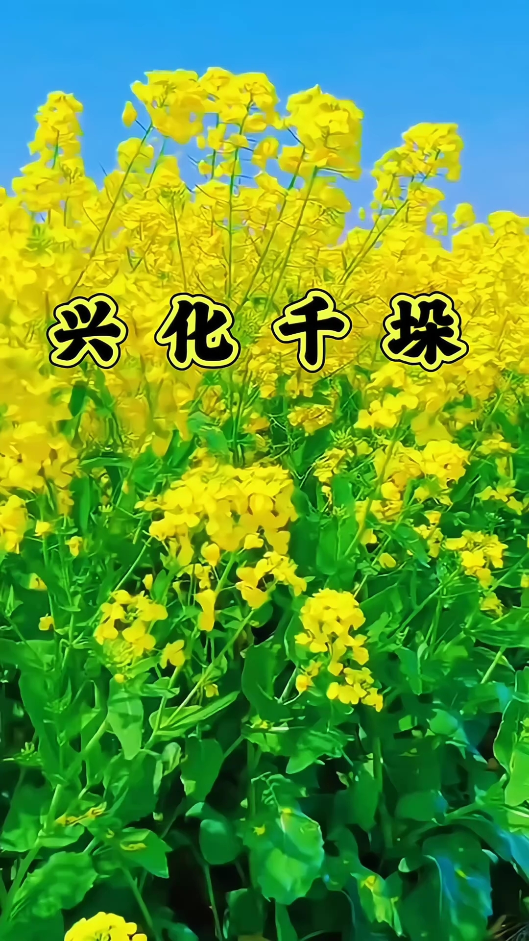 兴化千垛油菜花#优质视频激励计划# #2026万象创作者大赛#  #新大陆计划#
