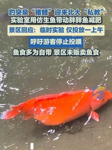 趵突泉“猪鲤”迎来北大“私教” 实验室用仿生鱼带动胖胖鱼减肥 景区回应:临时实验 仅投放一