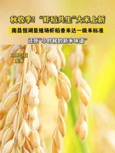 秋收季！“虾稻共生”大米上新 秋收季 粮食 新品发布 小时候的味道