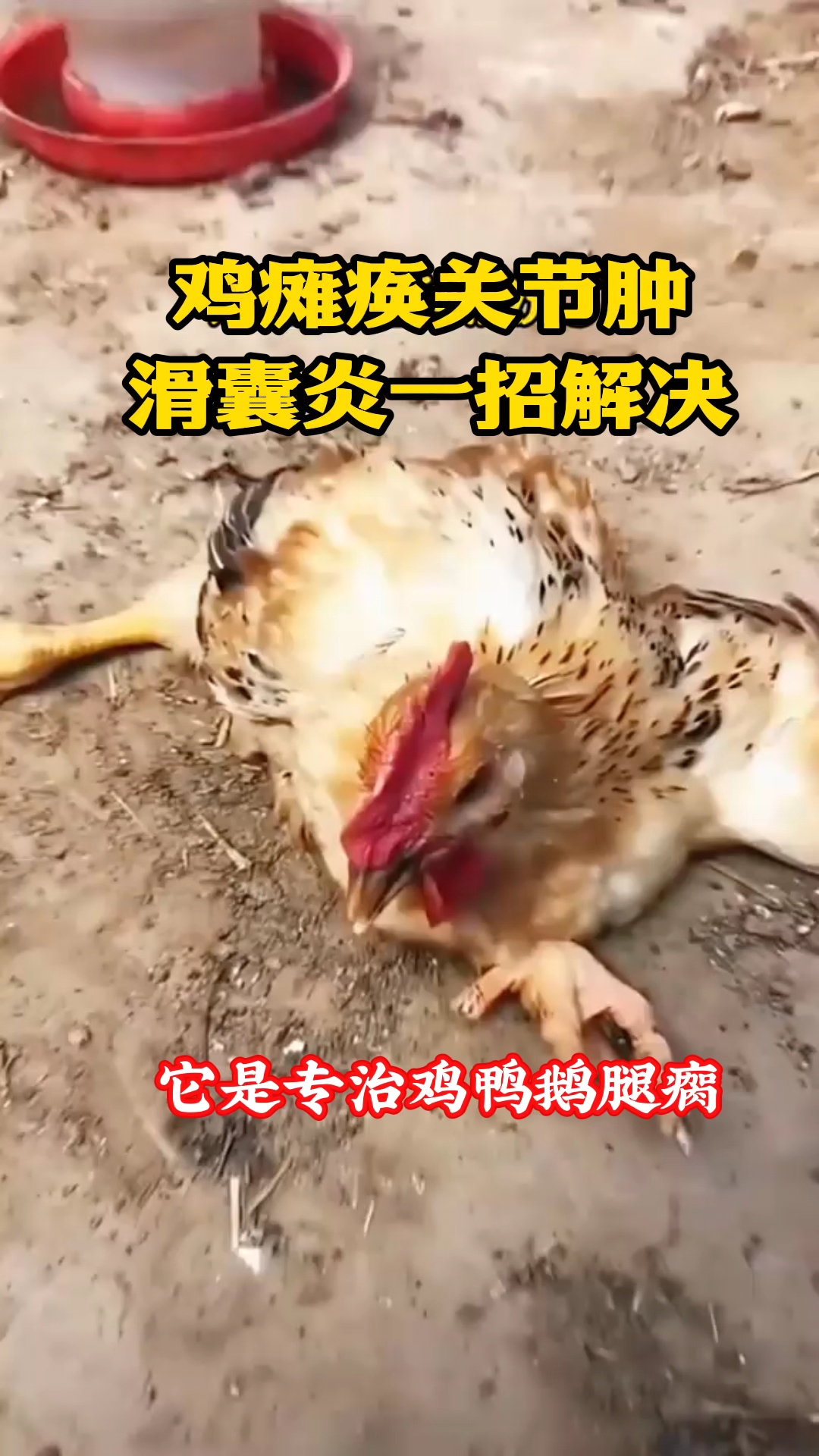 鸡瘫痪关节肿，滑囊炎一招搞定#养鸡人必看# #爆款推荐# #鸡瘫痪怎么办# #鸡鸭鹅腿瘸#