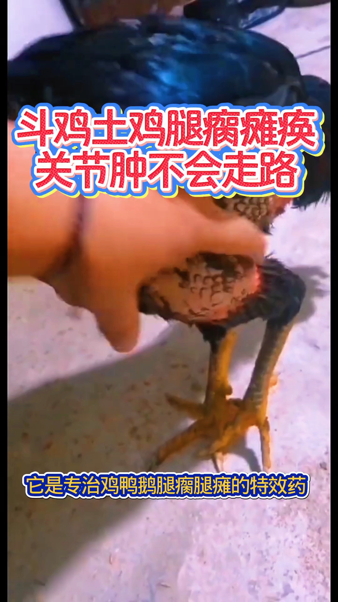 斗鸡土鸡瘫痪关节肿一招搞定