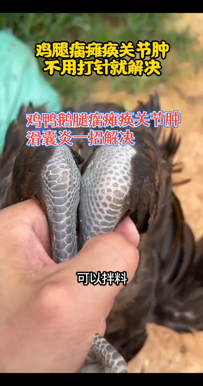 鸡鸭鹅腿瘸瘫痪关节肿，一招搞定#鸡滑囊炎#鸡瘫痪#鸡鸭鹅腿瘸# #鸡鸭鹅腿瘸# 鸡瘫痪关节