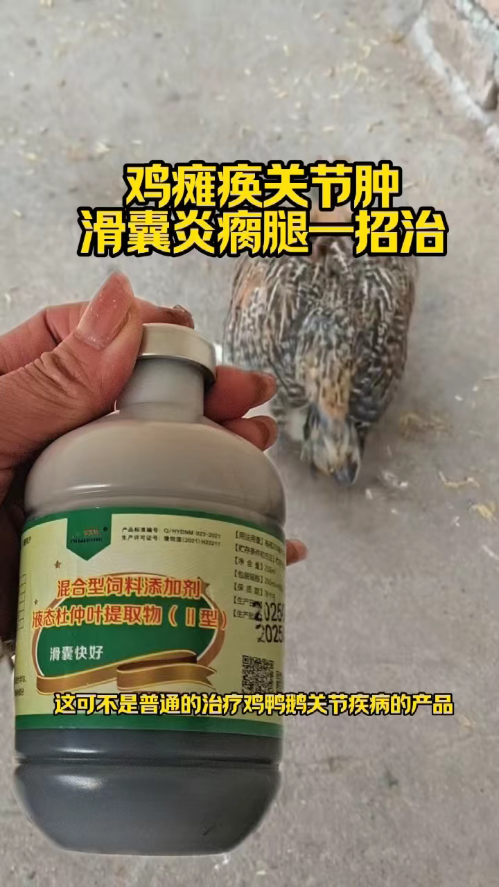 鸡腿瘸瘫痪关节肿，滑囊炎一招治#鸡鸭鹅腿瘸# #鸡瘫痪怎么办# #鸡瘫痪#鸡滑囊炎