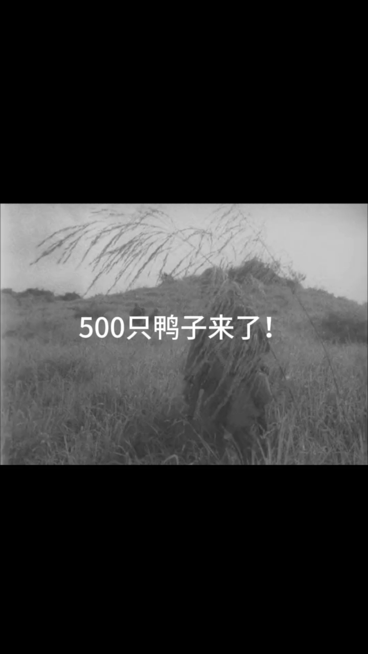 美国真大方,送来500只肥鸭!咋吃?